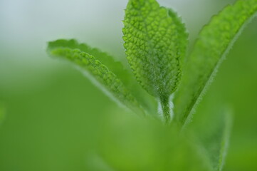 Beautiful green leaves
