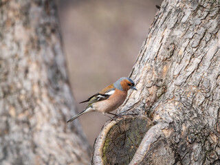 Common chaffinch, Fringilla coelebs, sits on a tree. Common chaffinch in wildlife.