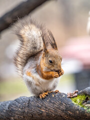 The squirrel with nut sits on a branches in the spring or summer.