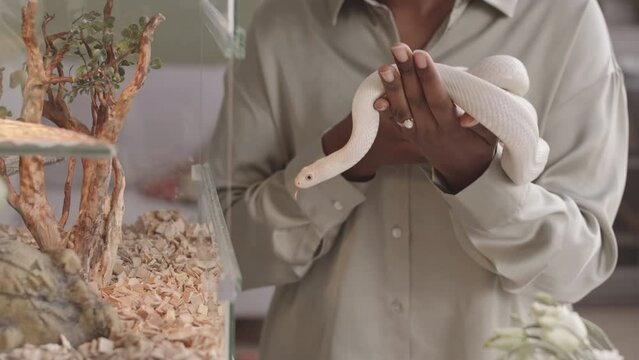 Waist up slowmo of smiling young African American woman holding white pet snake standing next to terrarium in eco style minimalist living room with pastel olive green walls and lot of houseplants