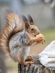 A squirrel with a nut sits on a stump in spring or summer.