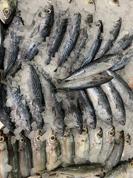 Photo of Philippine Fish Tulingan or Mackerel Tuna