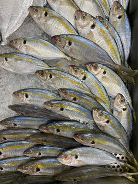 Photo of Philippine Fish Salay Ginto Karabalyas Yellowstripe Scad or Selaroides Leptolepis