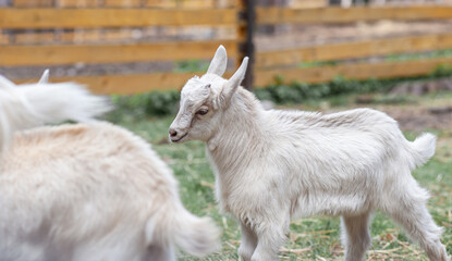 Obraz premium Two white little goats play with each other on the farm. Breeding goats and sheep. Housekeeping. Cute with funny. 