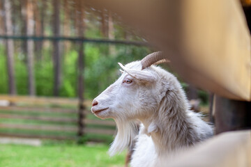 Close-up of the head of a horned goat on a farm. Breeding goats and sheep. Housekeeping.