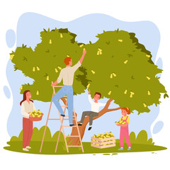 Scene of happy family harvesting pears. Fruit autumn harvest, garden farming people, pear orchard, seasonal agriculture, ripe organic products, outdoor farm activities vector illustration