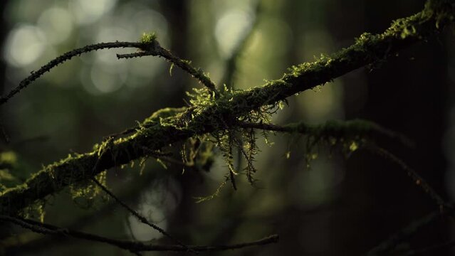 Close up of Moss on a Pine Branch in a Dense Forest