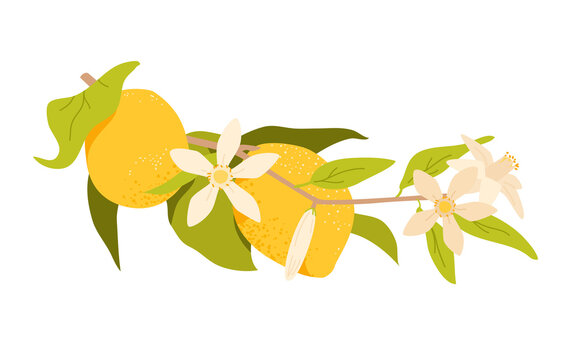 yellow lemons with flowers and green leaves clip art preview