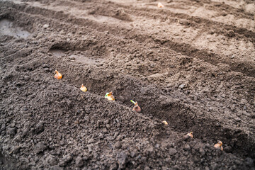 The process of planting onions in the garden. Bulb to a recess in the ground