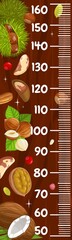 Kids height chart ruler with cartoon nuts. Vector growth meter with hazelnut, brazil, pecan and walnut or coconut seeds with green leaves on wood background. Wall sticker for child height measurement