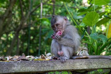 Crab-eating macaques (Macaca fascicularis lat.) at Monkey Forest in Ubud. Bali, Indonesia.