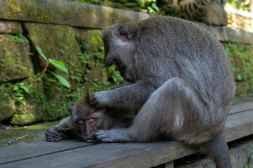 Crab-eating macaques (Macaca fascicularis lat.) at Monkey Forest in Ubud. Bali, Indonesia.