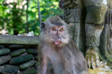 Crab-eating macaques (Macaca fascicularis lat.) at Monkey Forest in Ubud. Bali, Indonesia.