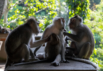 Crab-eating macaques (Macaca fascicularis lat.) at Monkey Forest in Ubud. Bali, Indonesia.