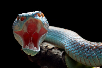 Blue viper snake closeup head, viper snake, blue insularis stretching his jaw