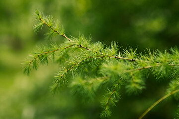Siberian larch with bright green fresh needles.