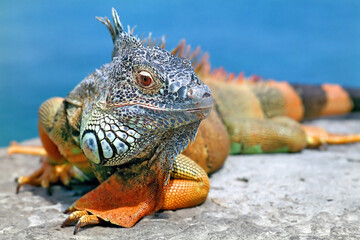 Iguana.
