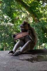 Crab-eating macaques (Macaca fascicularis lat.) at Monkey Forest in Ubud. Bali, Indonesia.