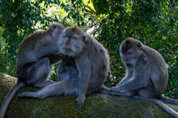Crab-eating macaques (Macaca fascicularis lat.) at Monkey Forest in Ubud. Bali, Indonesia.