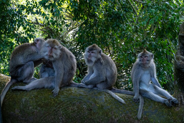 Crab-eating macaques (Macaca fascicularis lat.) at Monkey Forest in Ubud. Bali, Indonesia.