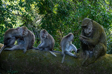 Obraz premium Crab-eating macaques (Macaca fascicularis lat.) at Monkey Forest in Ubud. Bali, Indonesia.