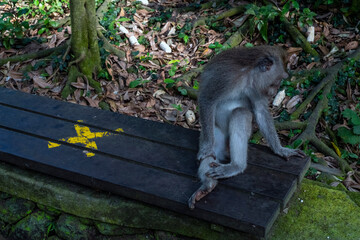 Crab-eating macaques (Macaca fascicularis lat.) at Monkey Forest in Ubud. Bali, Indonesia.