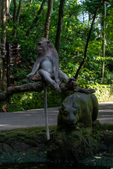 Fototapeta na wymiar Crab-eating macaques (Macaca fascicularis lat.) at Monkey Forest in Ubud. Bali, Indonesia.