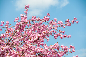 Japanische Kirsche in voller Blüte