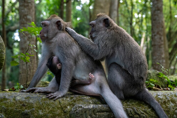 Crab-eating macaques (Macaca fascicularis lat.) at Monkey Forest in Ubud. Bali, Indonesia.