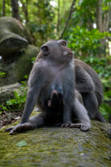 Crab-eating macaques (Macaca fascicularis lat.) at Monkey Forest in Ubud. Bali, Indonesia.