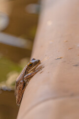 Side view of a Frog outside the water on a rounded surface. 