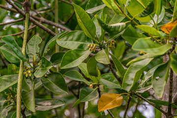 Mangrove Forest flowers in Langkawi, Malaysia