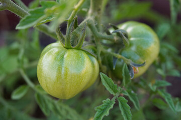 Fresh and nutritious tomato object, home grown crops