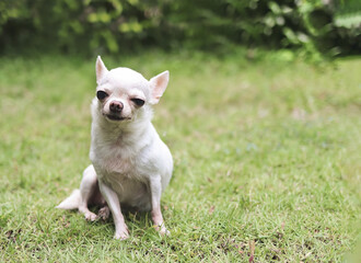 white short hair  Chihuahua dog sitting on green grass in the garden, smiling and looking at camera.
