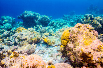 Naklejka na ściany i meble The magnificent underwater world of the Maldives.