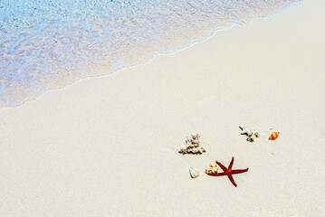Starfish, shells on the sand on the shore of the Indian Ocean.