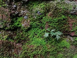 moss on stone