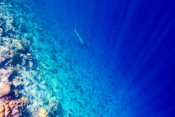 Fototapeta na wymiar The magnificent underwater world of the Maldives.