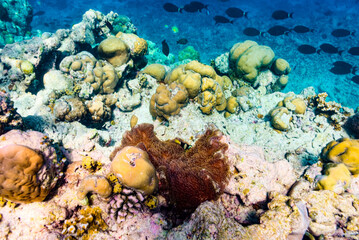 Naklejka na ściany i meble The magnificent underwater world of the Maldives.