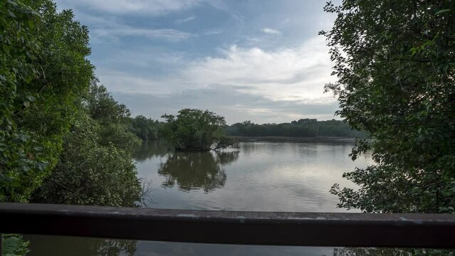 4K Motion Control Timelapse of mangroves in Sungei Buloh Wetlands Reserve in Singapore.mp4