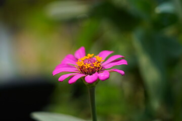 flower in the garden  pink and purple flower beautiful zinnia elegans is one of the most famous annual flowering plants of the genus. bright pink flower with yellow center.