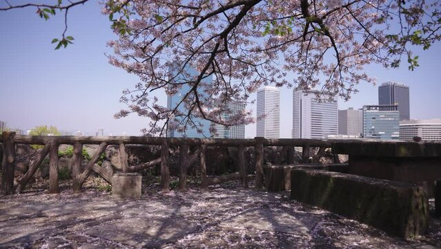 Beautiful sliding shot of a Japanese Sakura, terrace with the fallen flowers
