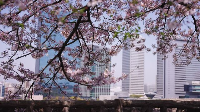Japanese cherry tree in bloom with the skyscrapers in the background