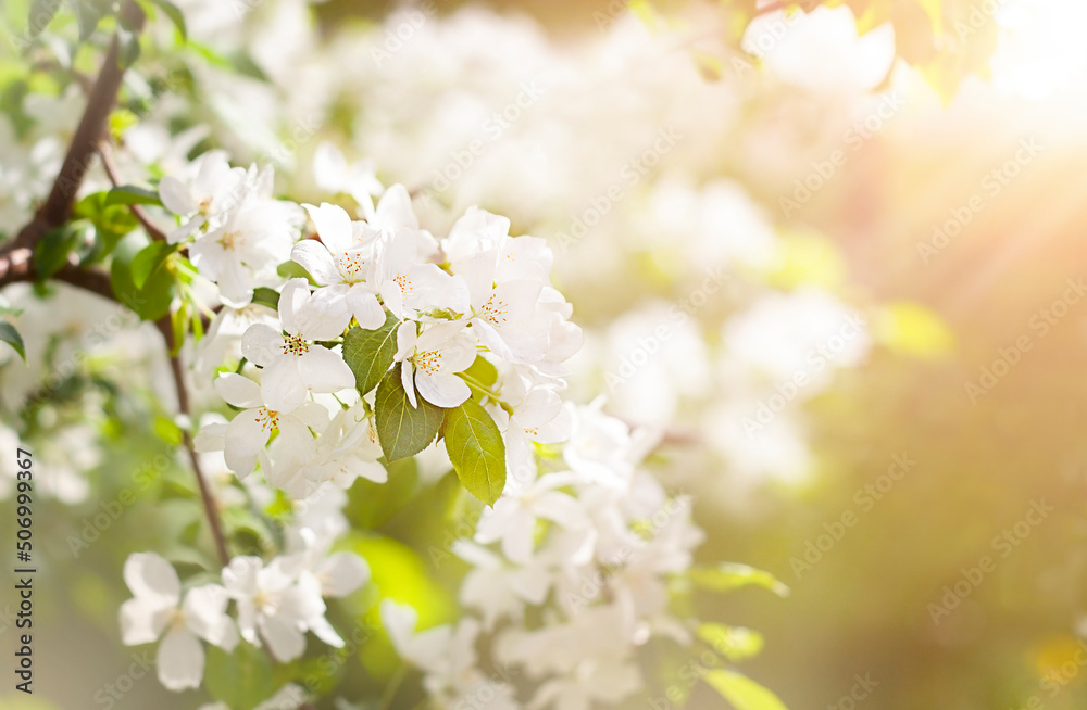 Canvas Prints branch of a flowering bush close-up in the sun