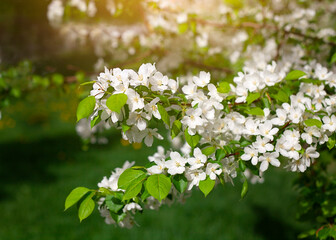 apple tree branches in blossom close-up outdoors
