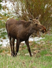 adolescent moose grazing in the willows during a late spring snowstorm in rocky mountain national park near estes park, colorado