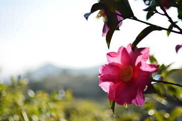 camellia