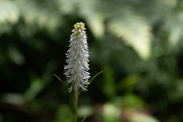 Chionographis japonica, little white flowers in the forest, close-up 3