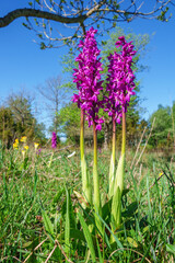 Flowering Early-purple orchid flowers on a meadow