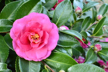 camellia